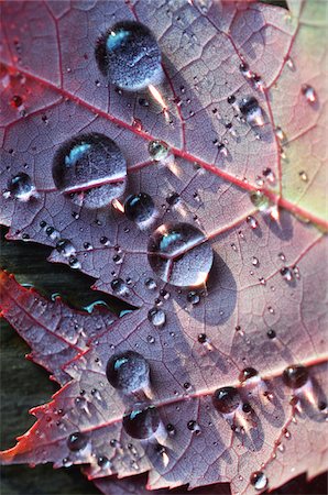 fuchsia - Light reflecting on close up of autumn leaf with raindrops Stock Photo - Premium Royalty-Free, Code: 600-08765233