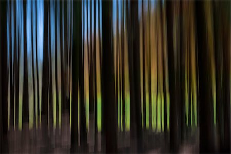 forest of trees in a row - Abstract, linear tree pattern, France Stock Photo - Premium Royalty-Free, Code: 600-08765586