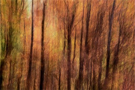 patterned - Abstract tree pattern with autumn colors, France Stock Photo - Premium Royalty-Free, Code: 600-08765587