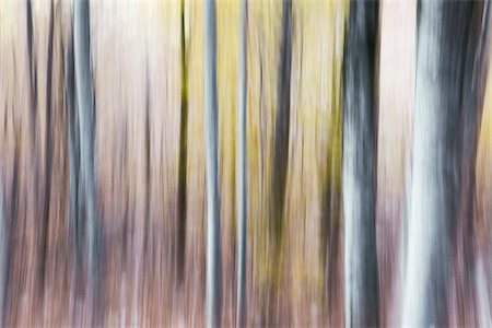 Blurred abstract tree pattern in muted hues, France Photographie de stock - Premium Libres de Droits, Code: 600-08765589