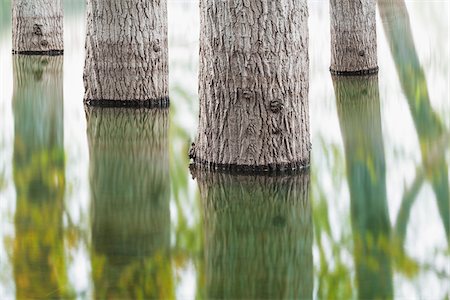 reflet - Detail of tree trunks reflected in Lago di Canterno in the Province of Frosinone in Lazio, Italy Photographie de stock - Premium Libres de Droits, Code: 600-08765597