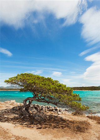 simsearch:600-08102909,k - Cypress tree on the beach at Cala Sabina in Golfo Aranci in the Province of Sassari in Sardinia Stock Photo - Premium Royalty-Free, Code: 600-08765593