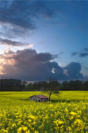 foreground - Abandoned shed in a yellow canola field at sunset, Italy Stock Photo - Premium Royalty-Free, Code: 600-08765616