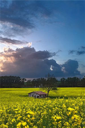 deserted country farm - Abandoned shed in a yellow canola field at sunset, Italy Stock Photo - Premium Royalty-Free, Code: 600-08765616