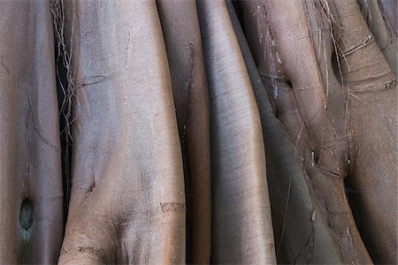 Close-up of Moreton Bay Fig (Ficus macrophylla) Tree Trunk in Puerto de la Cruz, Tenerife, Canary Islands, Spain Stock Photo - Premium Royalty-Free, Code: 600-08783041