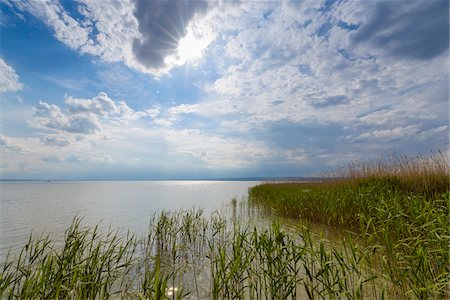 Reeds at Lake Neusiedl with Sun at Weiden am See, Burgenland, Austria Stock Photo - Premium Royalty-Free, Code: 600-08783087