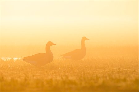 Greylag Geese (Anser anser) in Morning Mist at Sunrise, Hesse, Germany Foto de stock - Sin royalties Premium, Código: 600-08783138