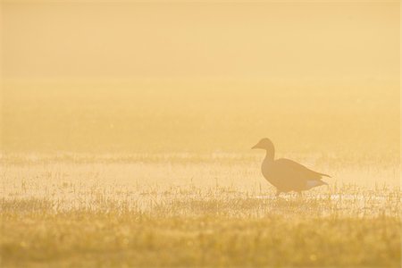 Greylag Goose (Anser anser) in Morning Mist at Sunrise, Hesse, Germany Photographie de stock - Premium Libres de Droits, Code: 600-08783139
