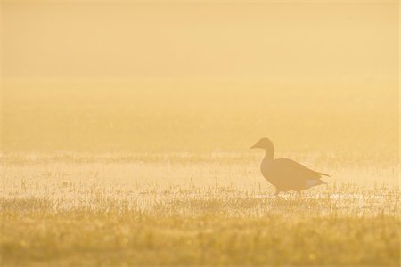 Greylag Goose (Anser anser) in Morning Mist at Sunrise, Hesse, Germany Foto de stock - Sin royalties Premium, Código: 600-08783139