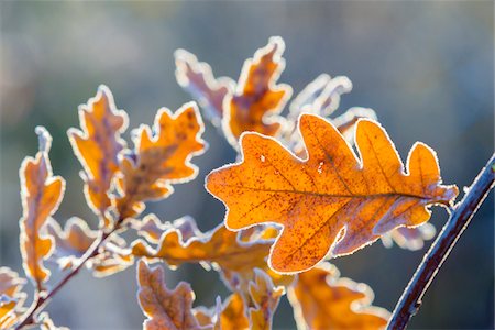 Oak Leaves in Winter, Hesse, Germany Photographie de stock - Premium Libres de Droits, Code: 600-08783144