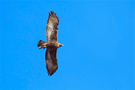 Golden Eagle (Aquila chrysaetos) Flying in Gran Paradiso Nationalpark, Italy Stock Photo - Premium Royalty-Free, Code: 600-08783147