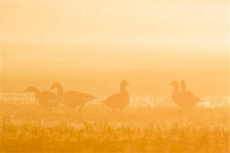 Greylag Geese (Anser anser) in Morning Mist at Sunrise, Hesse, Germany Stock Photo - Premium Royalty-Free, Code: 600-08783140