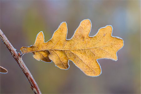 simsearch:600-07357246,k - Close-up of Oak Leaf in Winter, Hesse, Germany Foto de stock - Sin royalties Premium, Código: 600-08783142