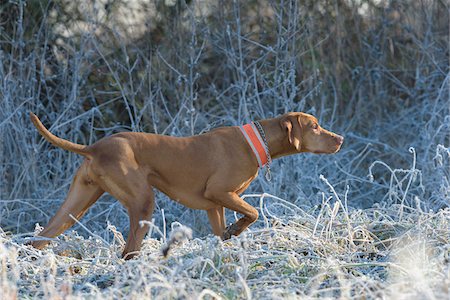 Magyar Vizsla in Field, Hesse, Germany Foto de stock - Sin royalties Premium, Código: 600-08783150