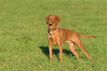 perro vizsla - Magyar Vizsla Standing in Grass, Hesse, Germany Foto de stock - Sin royalties Premium, Código: 600-08783151