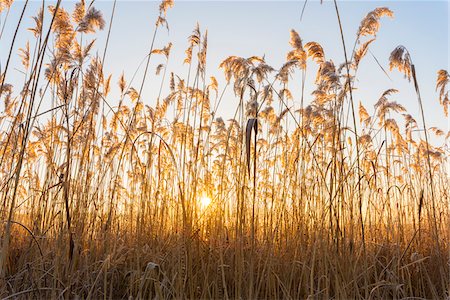Reeds at Sunrise in Winter, Hesse, Germany Foto de stock - Sin royalties Premium, Código: 600-08797084