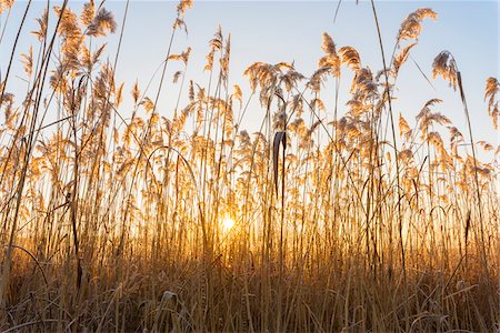 simsearch:600-08797083,k - Reeds at Sunrise in Winter, Hesse, Germany Stock Photo - Premium Royalty-Free, Code: 600-08797084