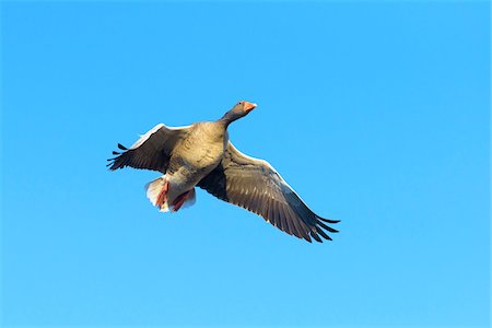 Low Angle View of Greylag Goose (Anser anser) Flying, Hesse, Germany Photographie de stock - Premium Libres de Droits, Code: 600-08797088