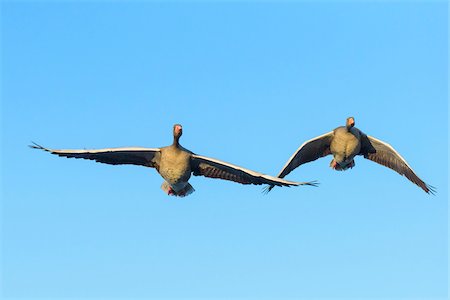 Greylag Geese (Anser anser) Flying, Hesse, Germany Stock Photo - Premium Royalty-Free, Code: 600-08797089