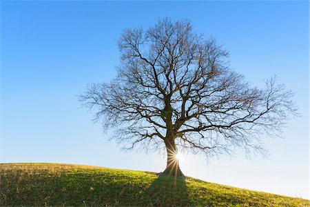 eiche - Old Oak Tree in Winter, Odenwald, Hesse, Germany Stockbilder - Premium RF Lizenzfrei, Bildnummer: 600-08797091