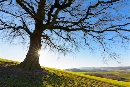 Old Oak Tree in Winter, Odenwald, Hesse, Germany Foto de stock - Sin royalties Premium, Código: 600-08797092