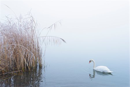 Mute Swan on Lake in Winter, Hesse, Germany Foto de stock - Sin royalties Premium, Código: 600-08797101