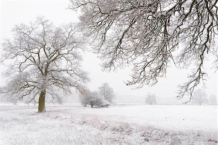 Snow Covered Old Oak Trees, Hesse, Germany Foto de stock - Sin royalties Premium, Código: 600-08821926