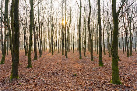 Oak Trees in Wintertime at Sunrise, Hesse, Germany Stock Photo - Premium Royalty-Free, Code: 600-08821935