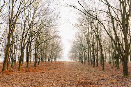 Oak Trees in Wintertime, Hesse, Germany Foto de stock - Sin royalties Premium, Código: 600-08821936