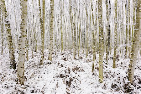 Birch Forest in Winter, Hesse, Germany Photographie de stock - Premium Libres de Droits, Code: 600-08821931