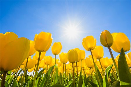simsearch:600-03361625,k - Yellow Tulips with Sun in Spring, Abbenes, North Holland, Netherlands Photographie de stock - Premium Libres de Droits, Code: 600-08865327