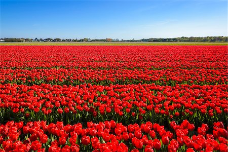 plants in the netherlands - View over Red Tulip Fields in Spring, Lisse, South Holland, Netherlands Stock Photo - Premium Royalty-Free, Code: 600-08865338