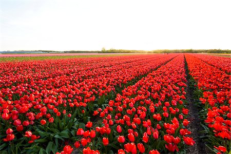 simsearch:625-01094112,k - View over Red Tulip Fields at Sunset in Spring, Ruigenhoek, South Holland, Netherlands Stockbilder - Premium RF Lizenzfrei, Bildnummer: 600-08865340