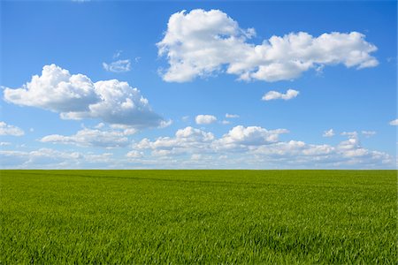 Grainfield with Sky and Clouds in Spring, Schwarzenbronn, Baden-Wurttemberg, Germany Photographie de stock - Premium Libres de Droits, Code: 600-08865378