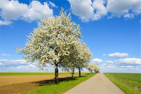 Country Road with Row of Pear Trees in Spring, Spielbach, Baden-Wurttemberg, Germany Stock Photo - Premium Royalty-Free, Code: 600-08865381