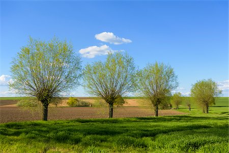 simsearch:600-08865388,k - Row of Willow Trees in Field in Spring, Leuzenbronn, Bavaria, Germany Stockbilder - Premium RF Lizenzfrei, Bildnummer: 600-08865383
