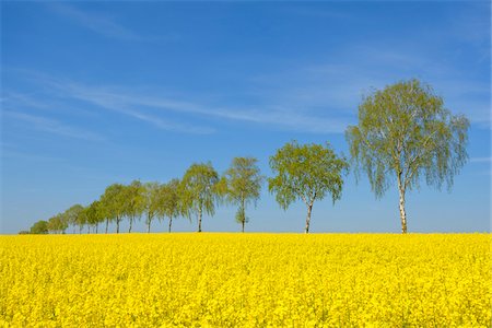 Canola Field with Row of  Birch Trees in Spring, Bad Mergentheim, Baden-Wurttemberg, Germany Foto de stock - Sin royalties Premium, Código: 600-08865398