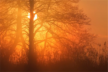 Silhouette of Trees (Black alders) at Sunrise in February in Hesse, Germany Photographie de stock - Premium Libres de Droits, Code: 600-08926749