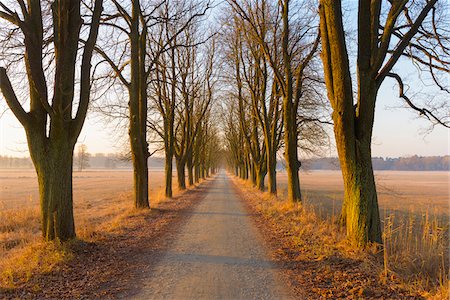 Chestnut tree-lined road in early morning light in February in Hesse, Germany Stock Photo - Premium Royalty-Free, Code: 600-08926752