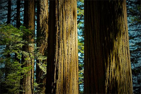 Close-up of redwood tree trunks in a forest in Northern California, USA Photographie de stock - Premium Libres de Droits, Code: 600-08945817