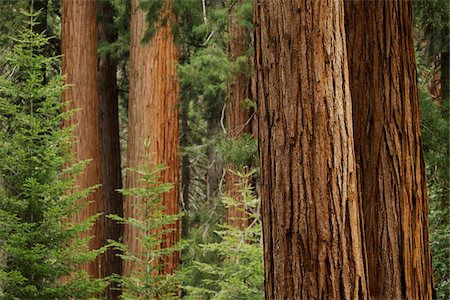 Close-up of sequoia tree trunks in forest in Northern California, USA Foto de stock - Sin royalties Premium, Código: 600-08945825