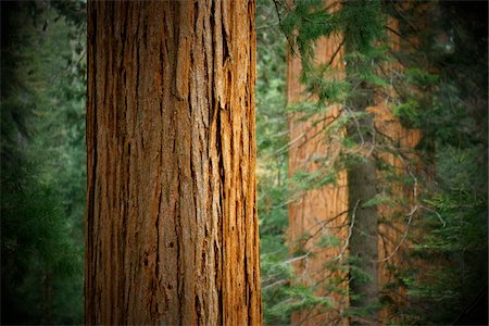 simsearch:600-08945822,k - Close-up of sequoia tree trunks in forest in Northern California, USA Foto de stock - Sin royalties Premium, Código: 600-08945826