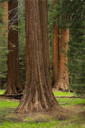Sequoia tree trunks in forest in Northern California, USA Foto de stock - Sin royalties Premium, Código: 600-08945827