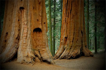 simsearch:600-08657517,k - Close-up of the base of large, sequoia tree trunks in the forest in Northern California, USA Stock Photo - Premium Royalty-Free, Code: 600-08945836