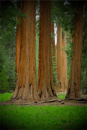 Sequoia trees in the forest in Northern California, USA Foto de stock - Sin royalties Premium, Código: 600-08945839