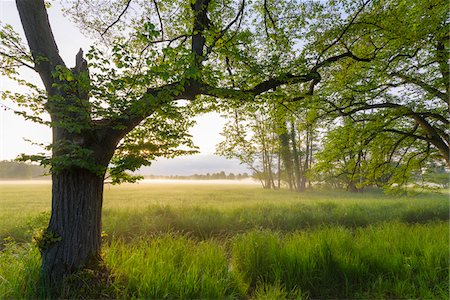 simsearch:600-09022371,k - Springtime landscape of trees and grassy wetland in morning mist in Hesse, Germany Stock Photo - Premium Royalty-Free, Code: 600-08945859