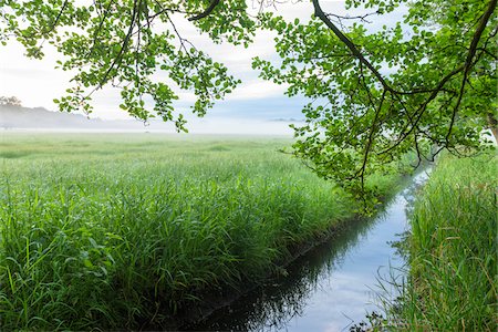 Tree (Black alder) in morning mist over field with stream in Hesse, Germany Foto de stock - Sin royalties Premium, Código: 600-08945851