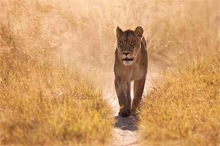 African lioness (Panthera leo) walking through the grassland at the Okavango Delta in Botswana, Africa Photographie de stock - Premium Libres de Droits, Code: 600-08973238