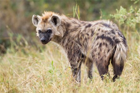 simsearch:600-09005407,k - Portrait of young spotted hyena (Crocuta crocuta) in the Okavango Delta in Botswana, Africa Foto de stock - Royalty Free Premium, Número: 600-08973233