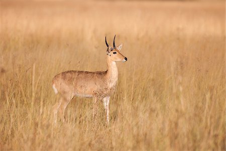 simsearch:600-09005410,k - Southern reedbuck (Redunca arundinum) standing in grassland in Okavango Delta in Botswana, Africa Foto de stock - Royalty Free Premium, Número: 600-08973244